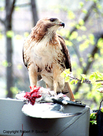 Red Tailed Hawk two