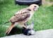Red Tailed Hawk one
